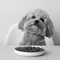 Pet care brand